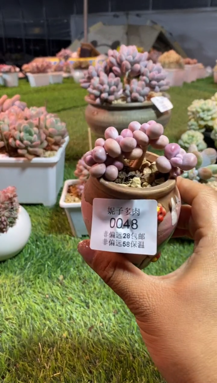 【闪购商品】0048a