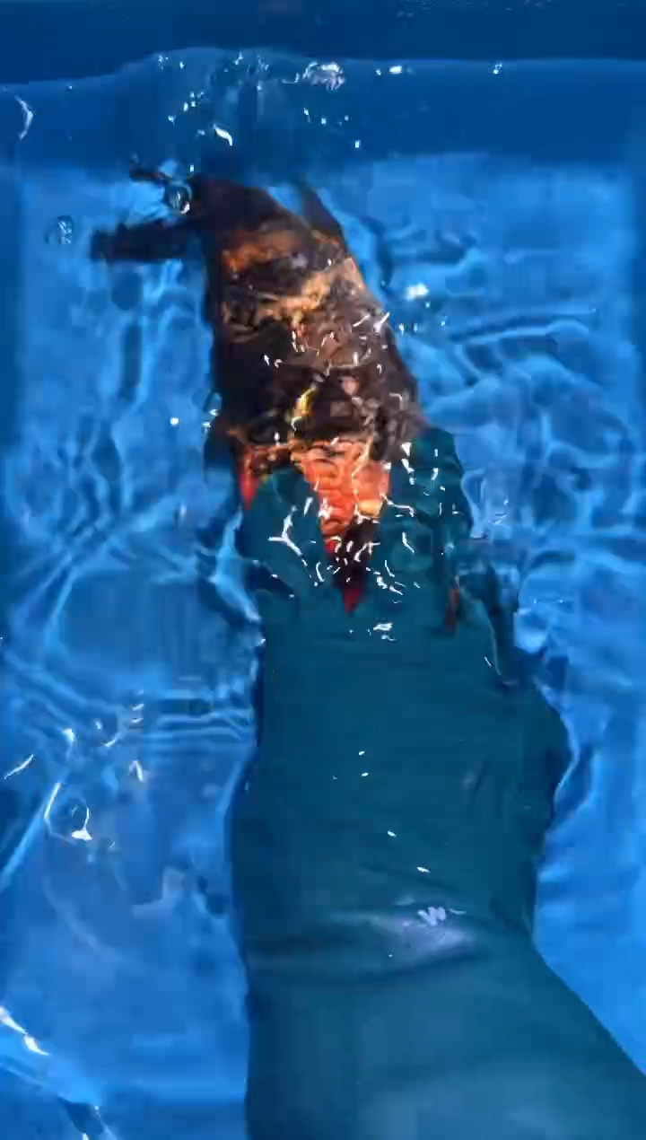 锦鲤点关注右下角竞拍链接出价