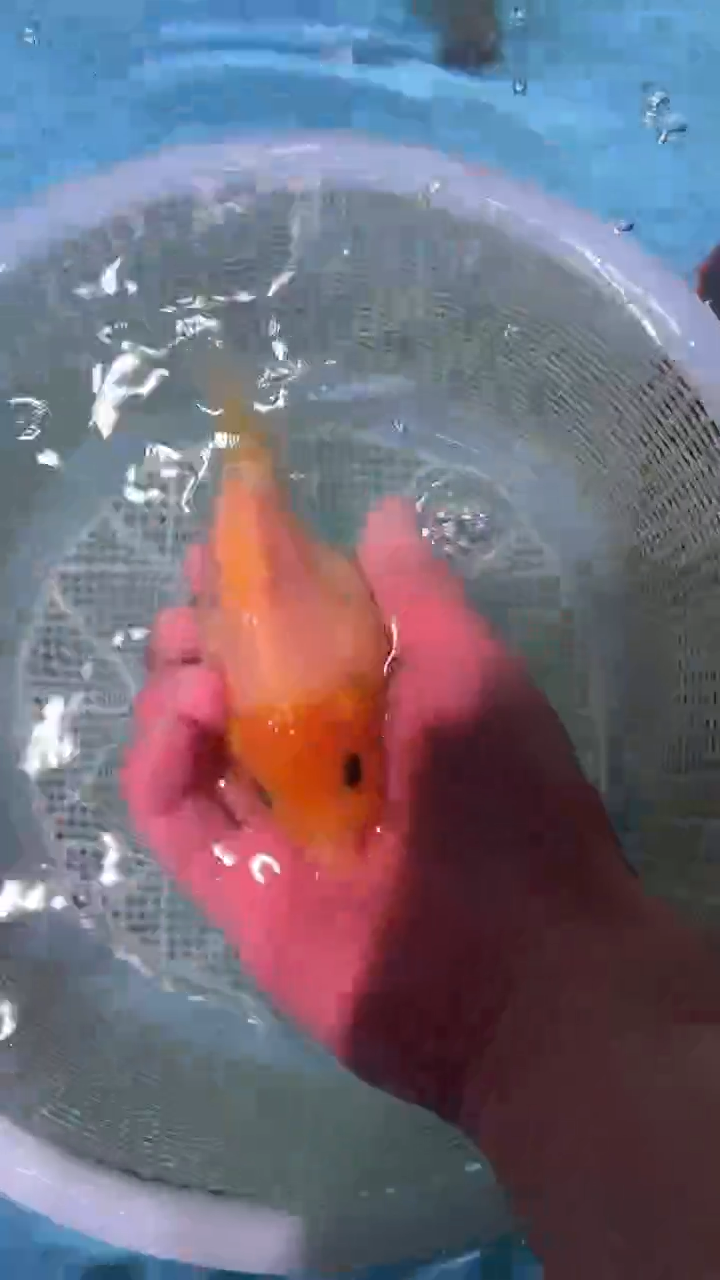 金鱼2单包邮  售后开箱视频