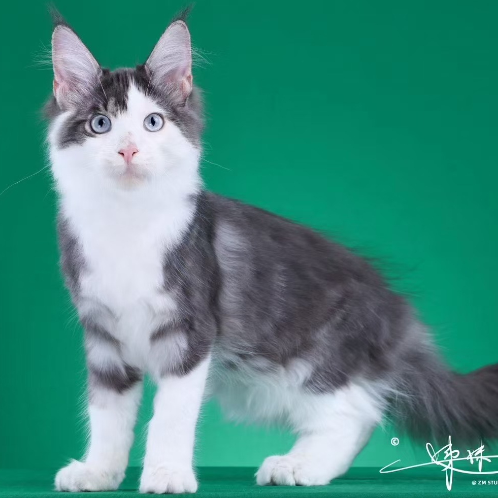 来了姊妹-蓝虎加白缅因猫 弟弟 14