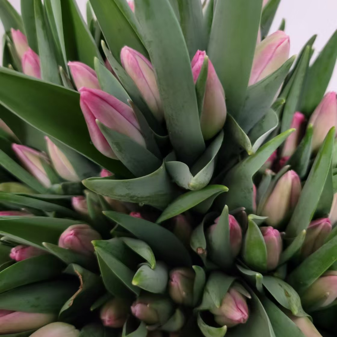 【粉钻石】郁金香中的香奈儿国产鲜切花凌源鲜花需要家里永恒的爱