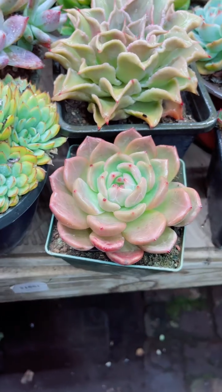 晓*运21011多肉植物一物一拍