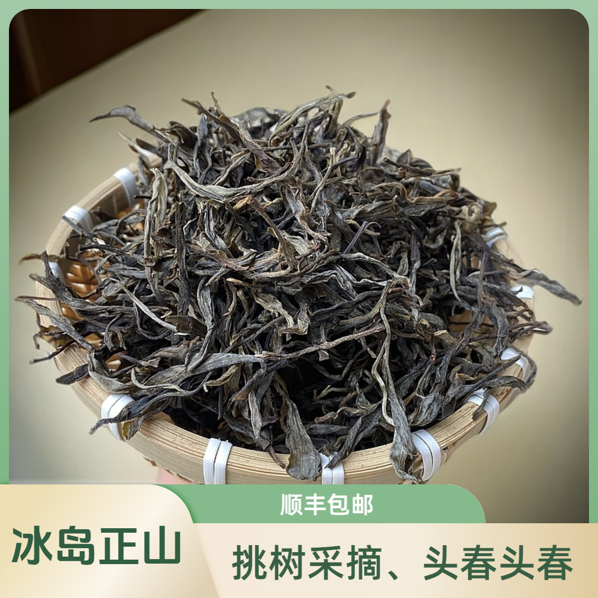 冰岛正山普洱茶生茶挑选优质茶树头春头采手工炒制普洱茶