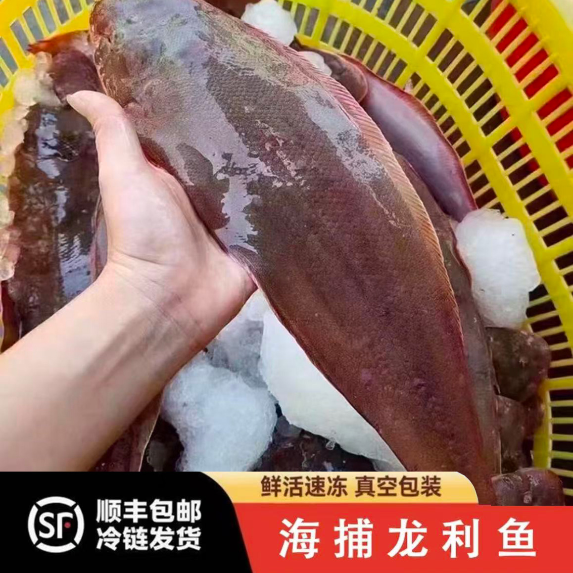 广东本港小船流网龙利鱼 舌头鱼 踏板鱼 塌目鱼顺丰冷链全国包邮
