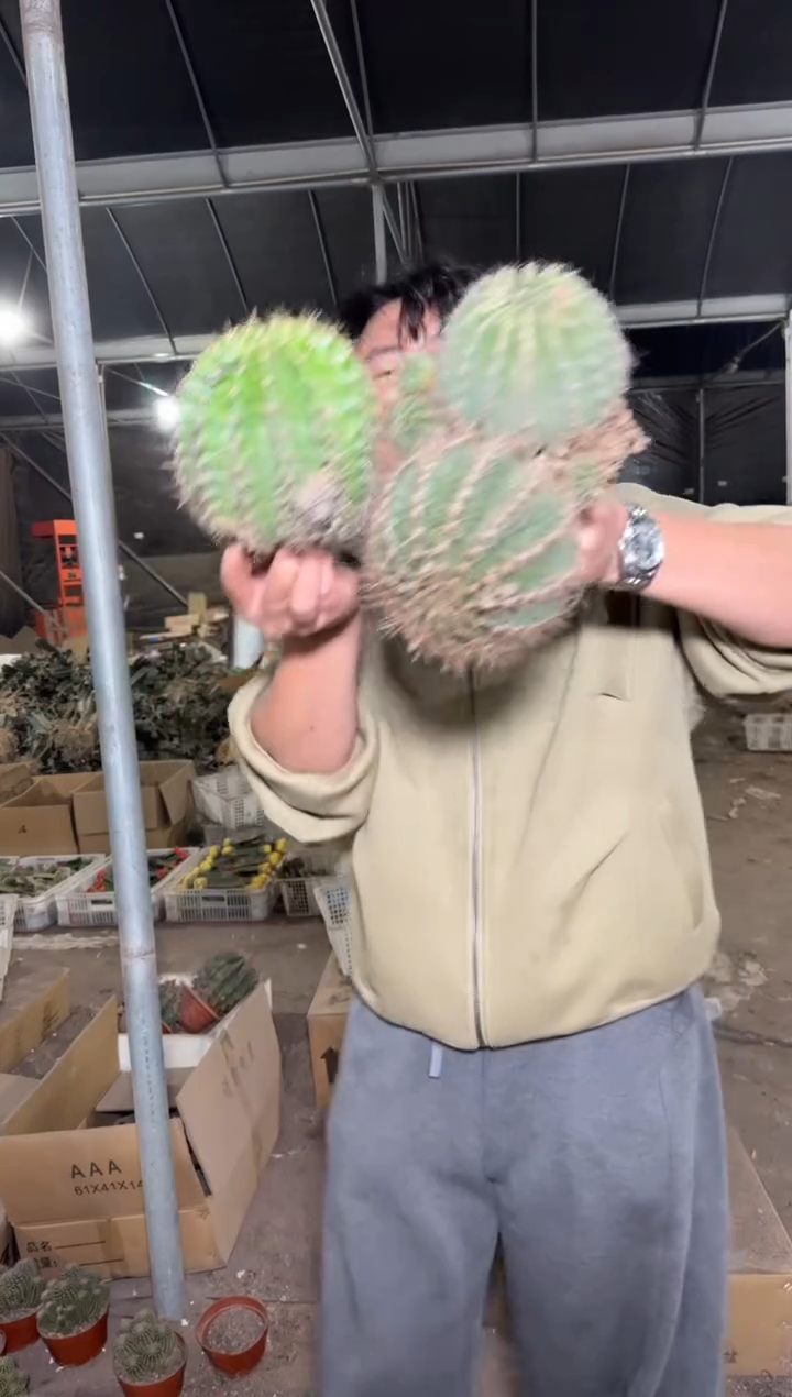 3颗 大金刚彩草 不指定带崽8-11cm