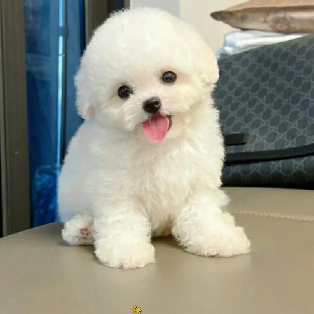 【笑狗日记】可爱小型犬比熊泰迪熊马尔泰马尔济斯雪纳瑞宠物狗