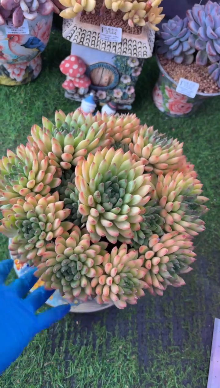 昆明印象多肉3558