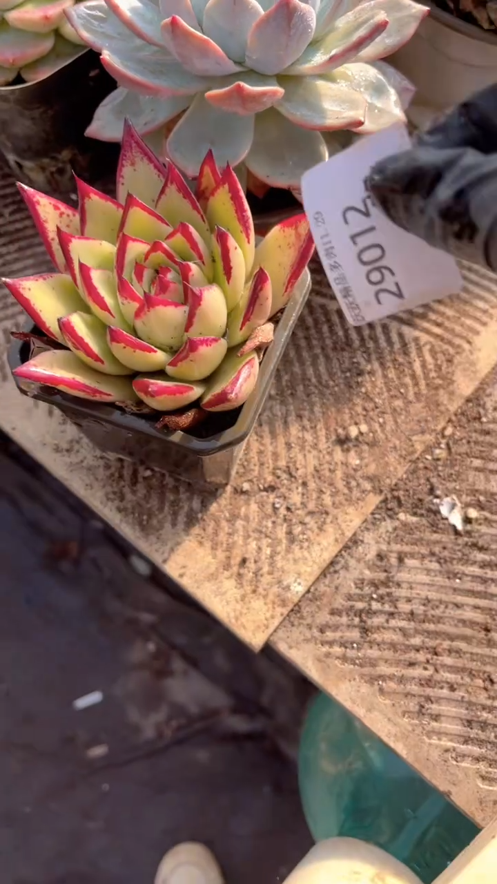 你*逗跃跃精品多肉29012