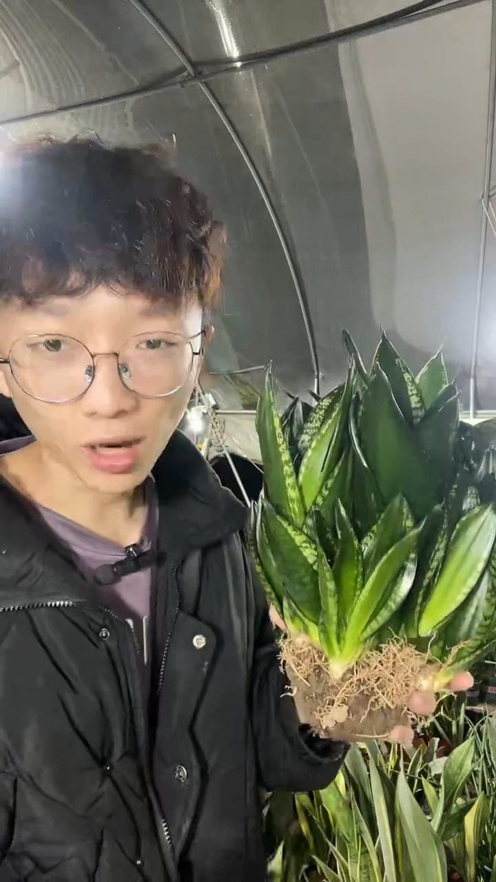 群生矮脚星空脱土23.8