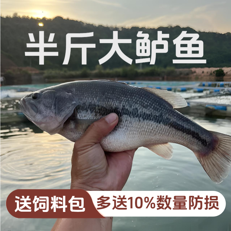 鲈鱼特大加州鲈鱼可食用大口黑鲈路亚凶猛肉食养殖淡水鲈鱼