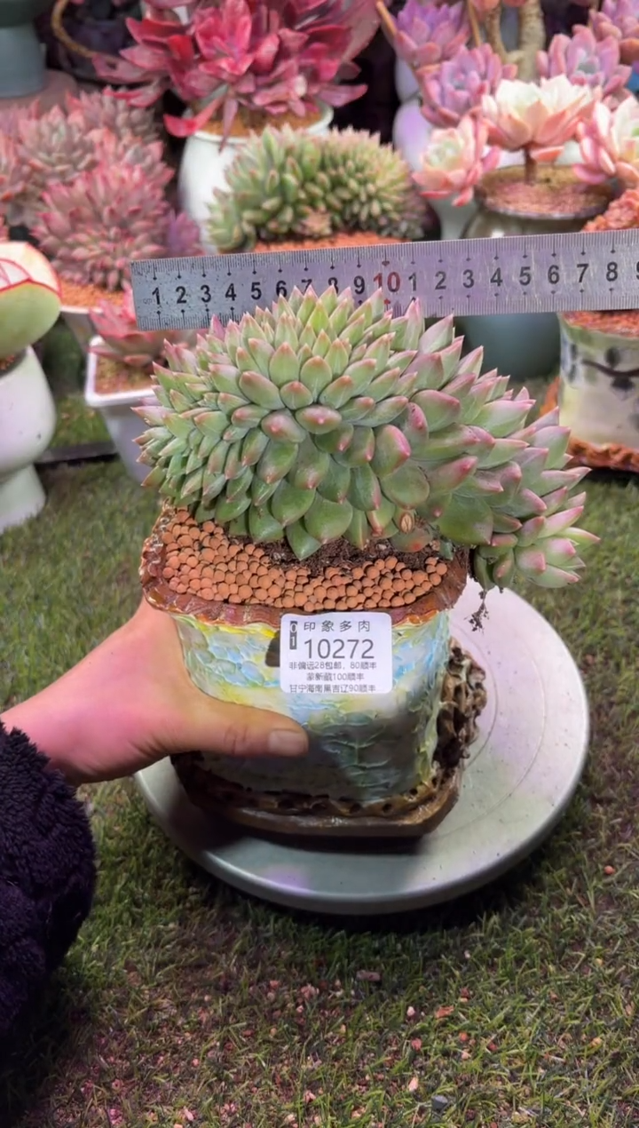 【闪购商品】10272