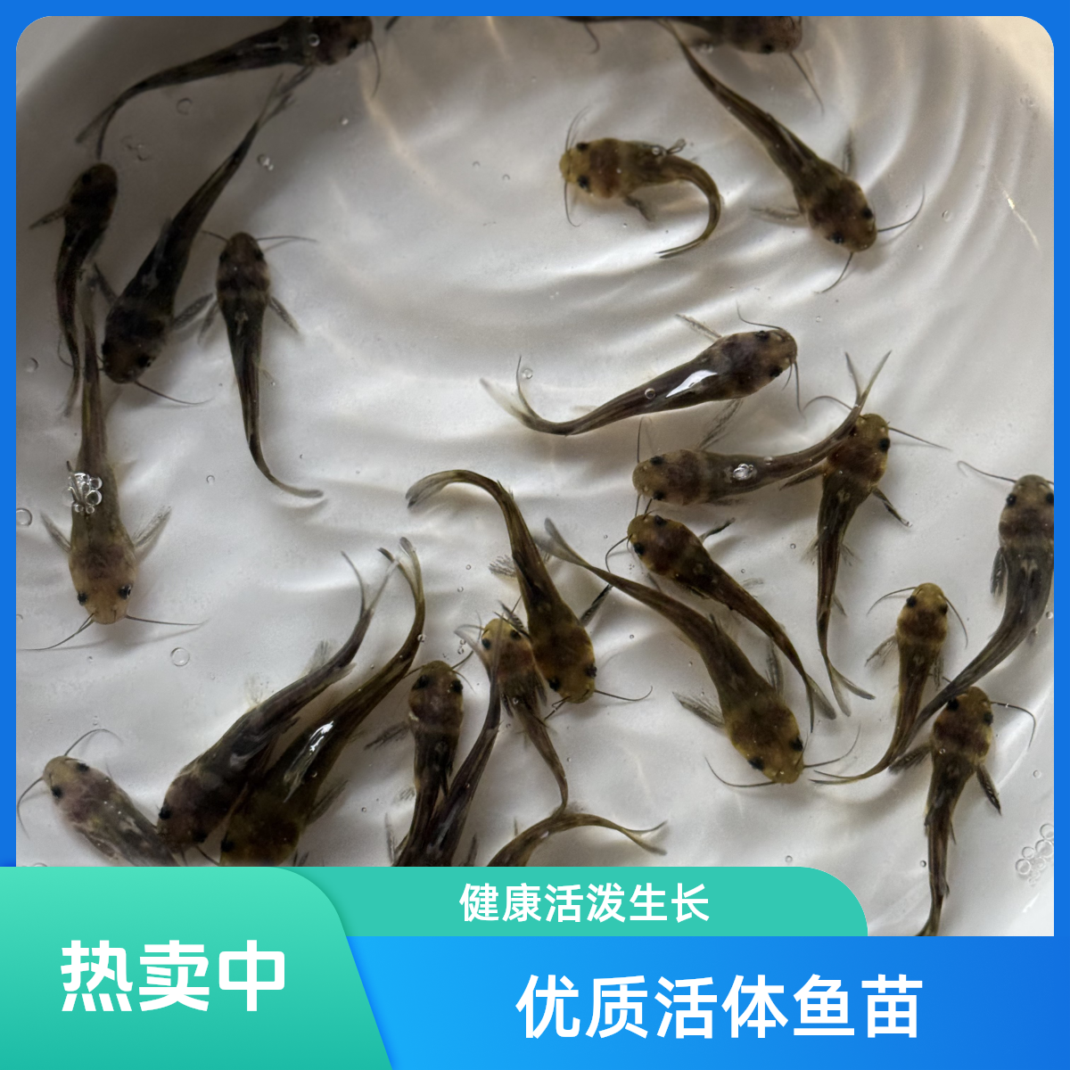 优质耐活黄辣丁鱼苗麦穗鱼活鱼饲料淡水养殖