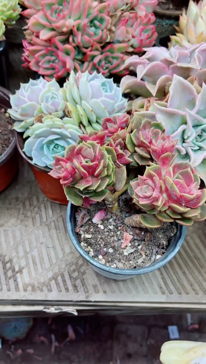 20022多肉植物一物一拍