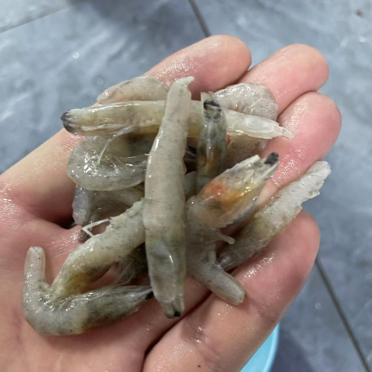  冷冻河虾龙鱼饲料