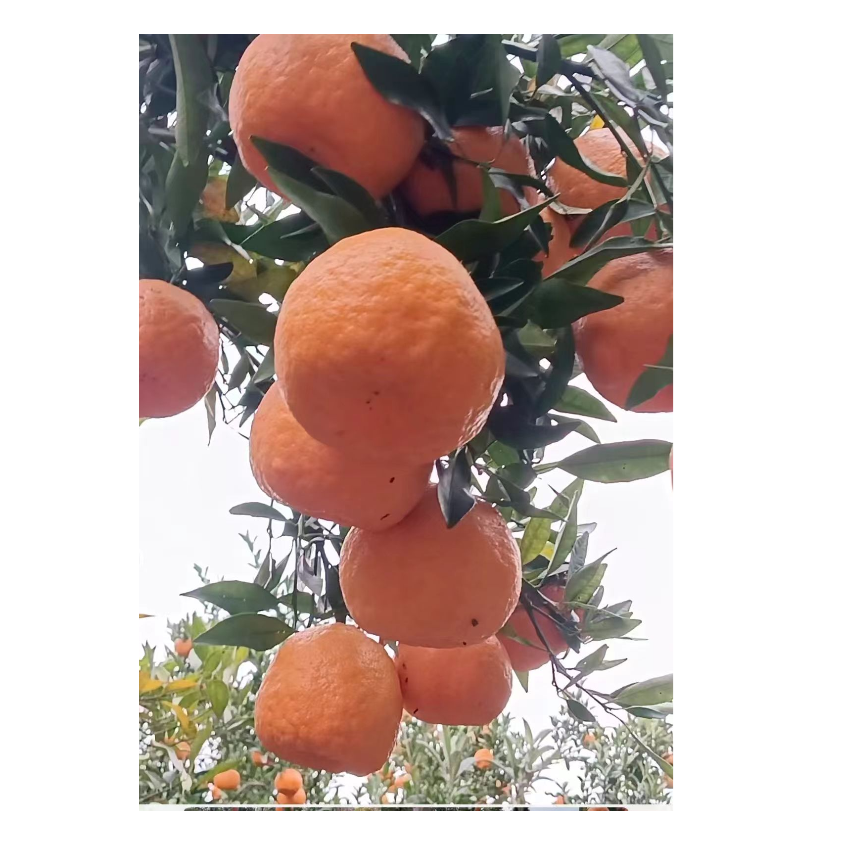 四川屏山书楼镇碰柑