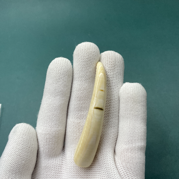 E6120天然猛犸牙牙尖 支持鉴定 假一罚四