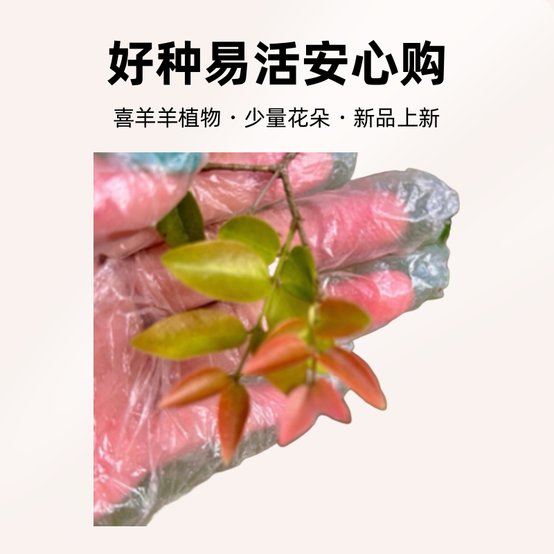 闽洁轩小绿植嘉宝果皇冠系列5/12不等好种易活放心购榴莲树