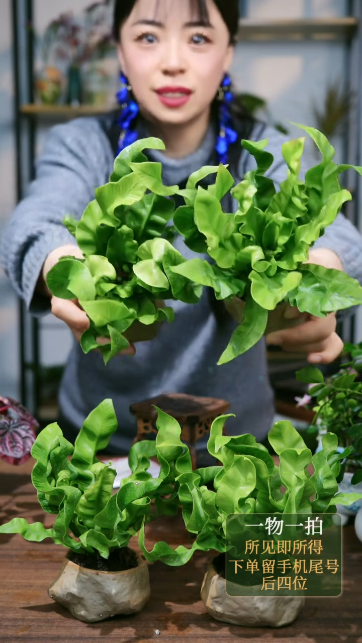 【闪购商品】39火焰鸟巢蕨石头