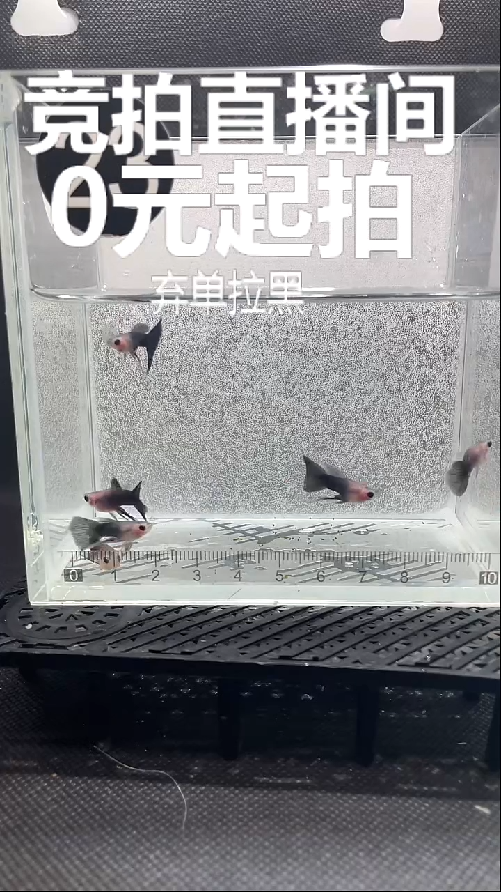 孔雀鱼蓝礼服玻璃猫长公 六条 23