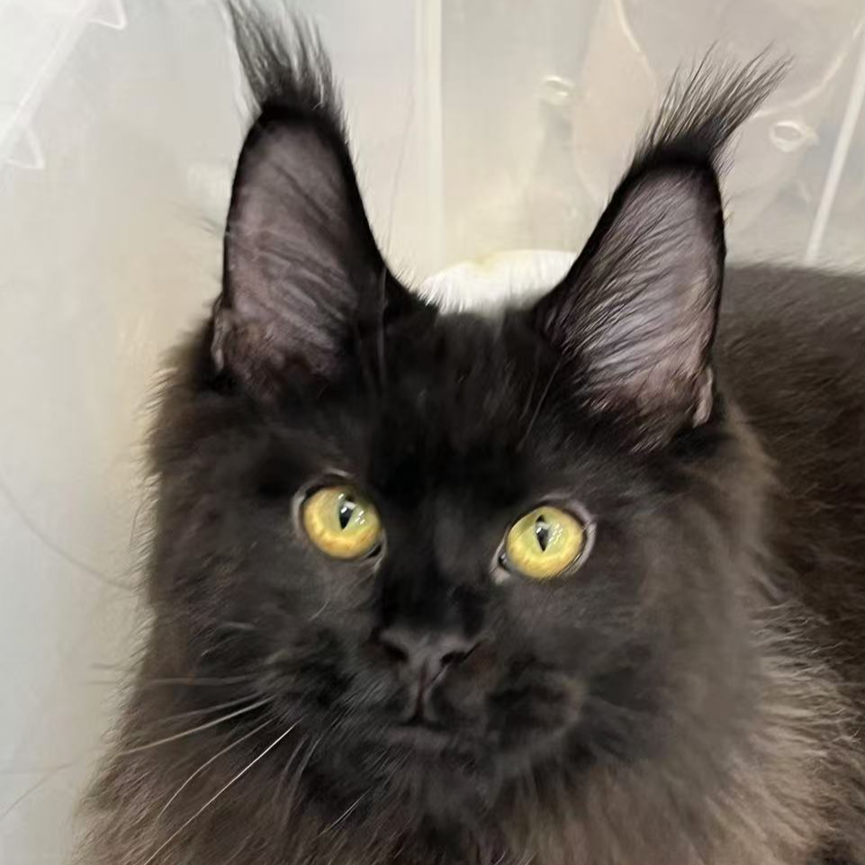 来了姊妹-黑色缅因猫 弟弟 10