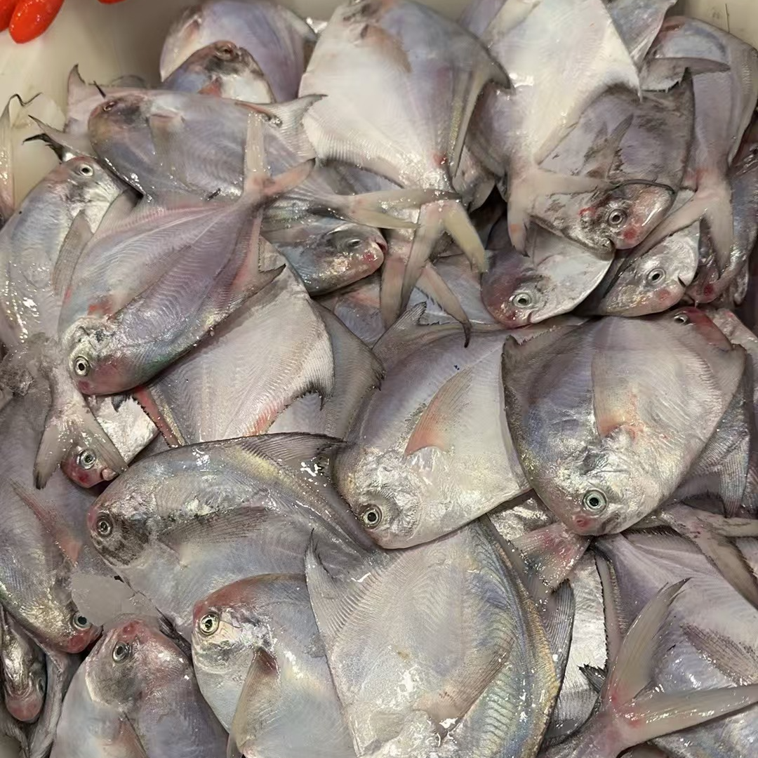 【鲳鱼-默认不杀、鲜发】连江本地野生，苔箓码头发货