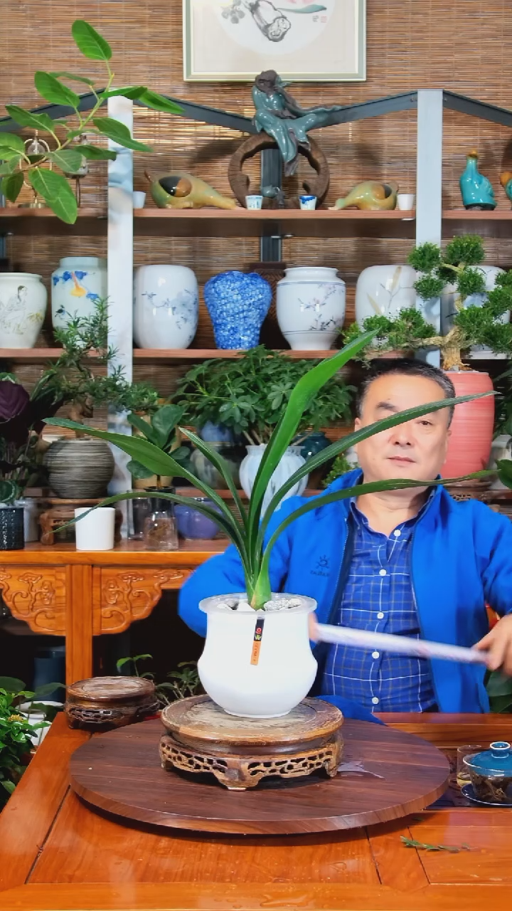 无花朵清****e水之韵水培君子兰