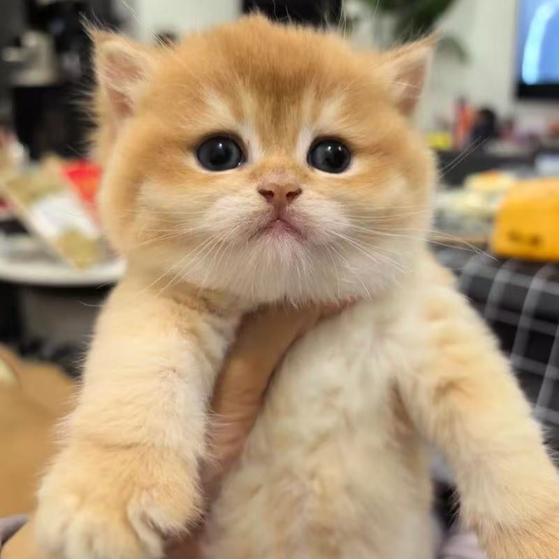 然然（品全）蓝金布偶缅因金渐层美短