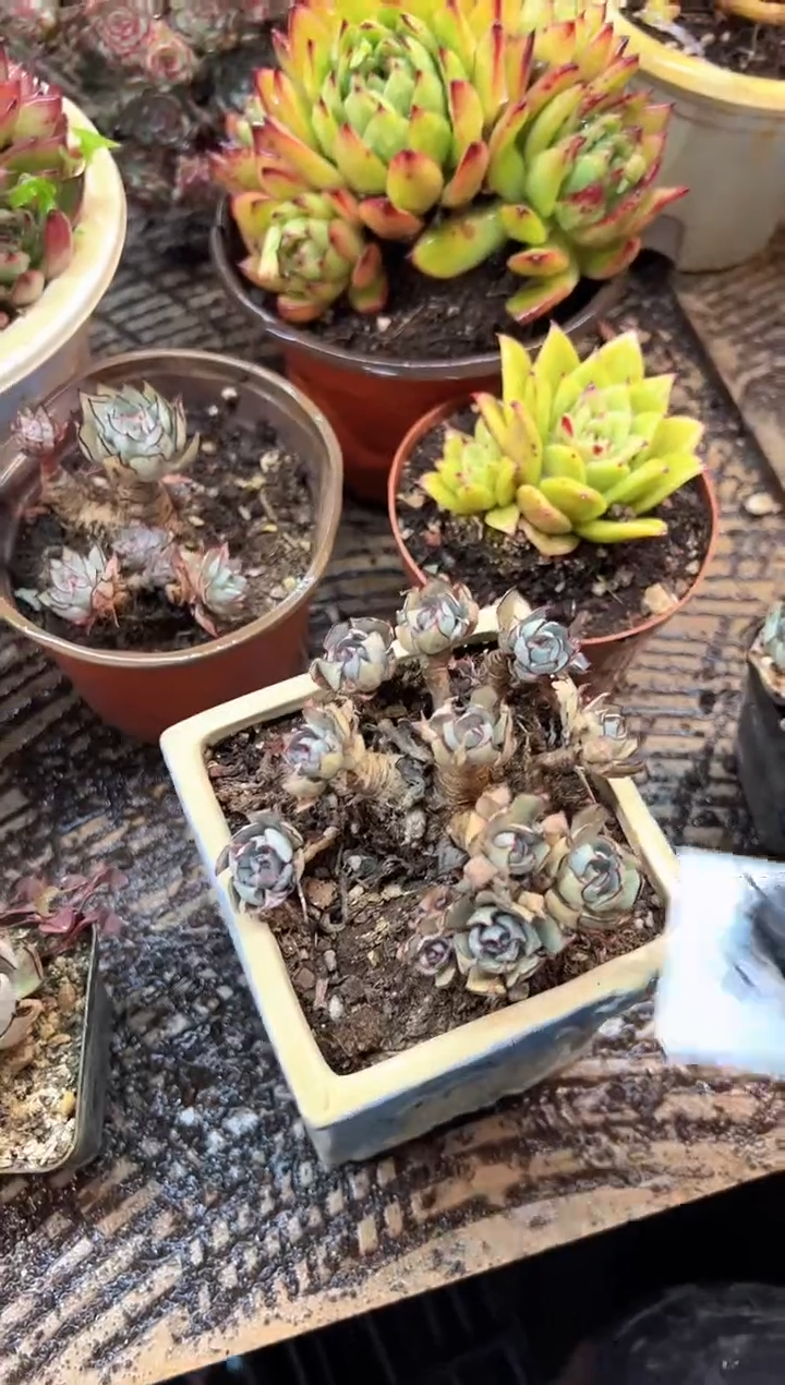 (****寻多肉植物一物一拍21464