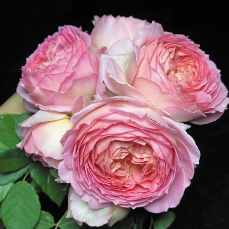 银禧庆典 奥斯汀浓郁柠檬香大花饱满 四季开花勤花爱开 重瓣中苗