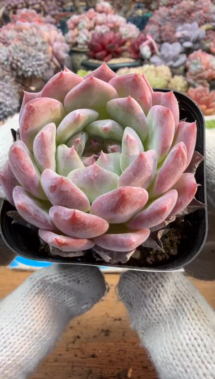 东云多肉园三号店-246