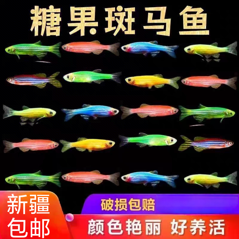 新疆包邮糖果色斑马 红绿灯 好养耐活的小型鱼常温鱼