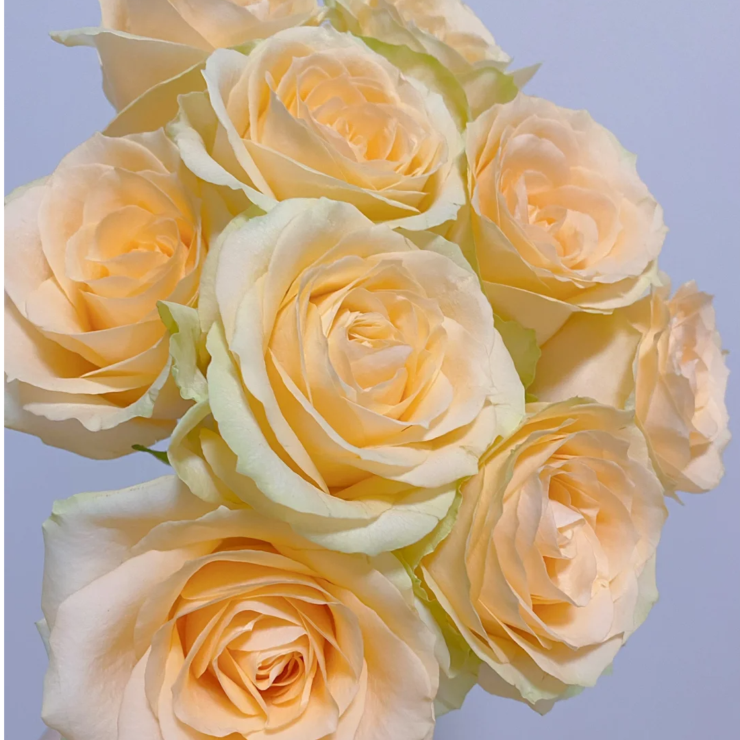 【香槟+芭比多头+紫罗兰+洋甘菊小套餐】鲜花【0的以下请拍保温棉】