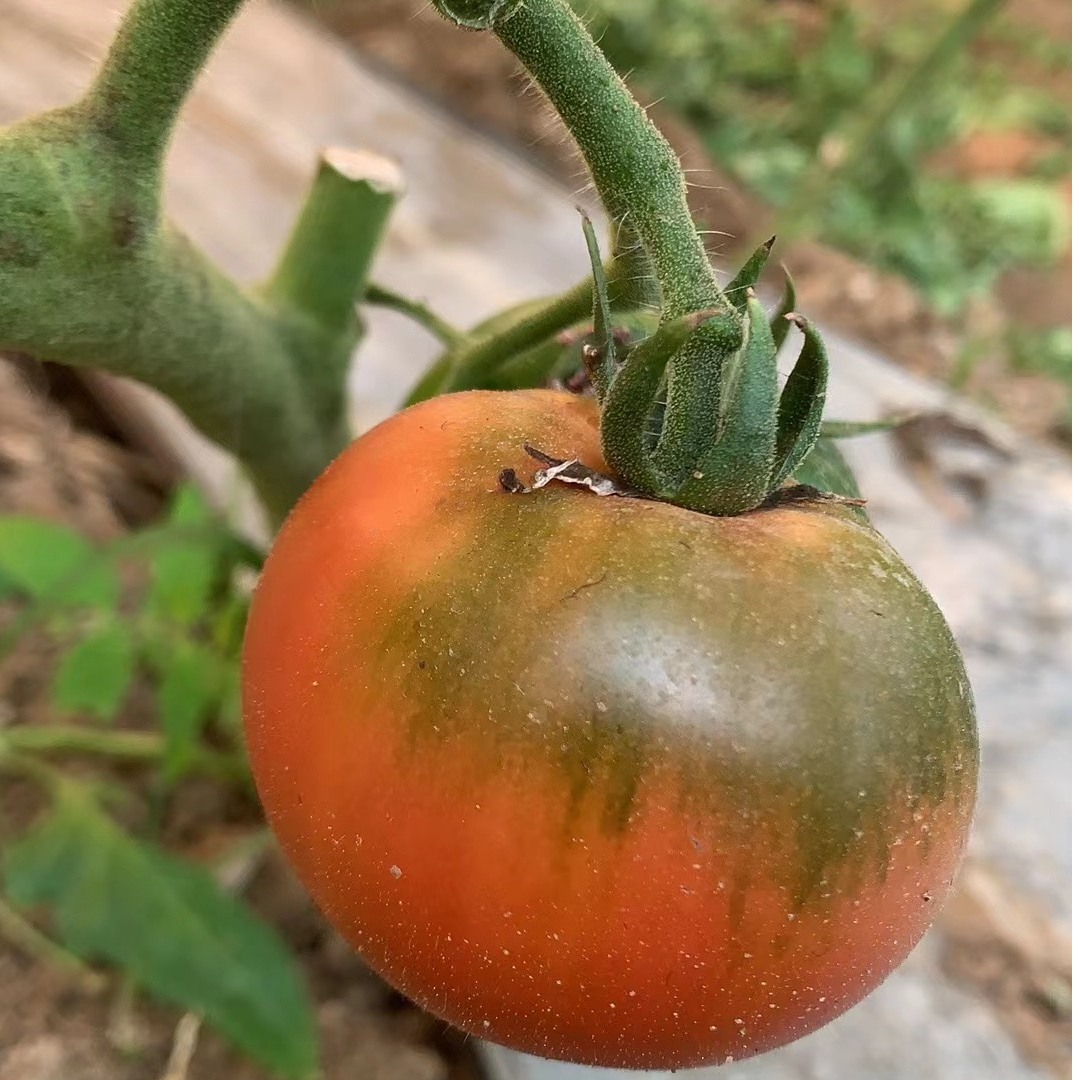 新鲜采摘草莓水果西红柿5斤（±2两）