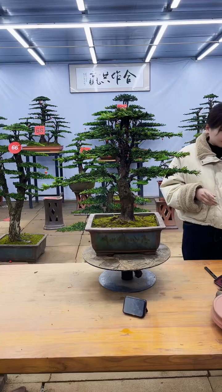 【闪购商品】高端盆景一物一拍，所见即所得