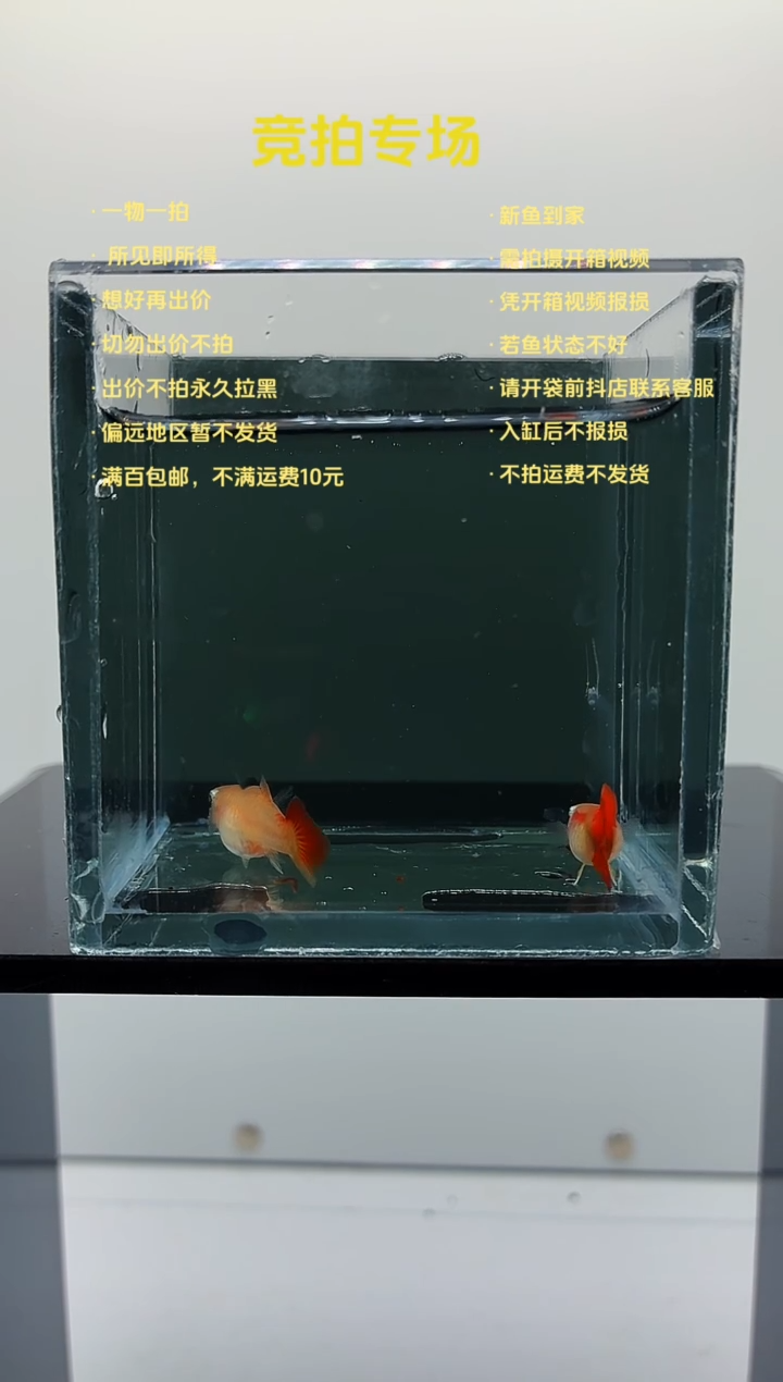 孔雀鱼黄爆球一对-54