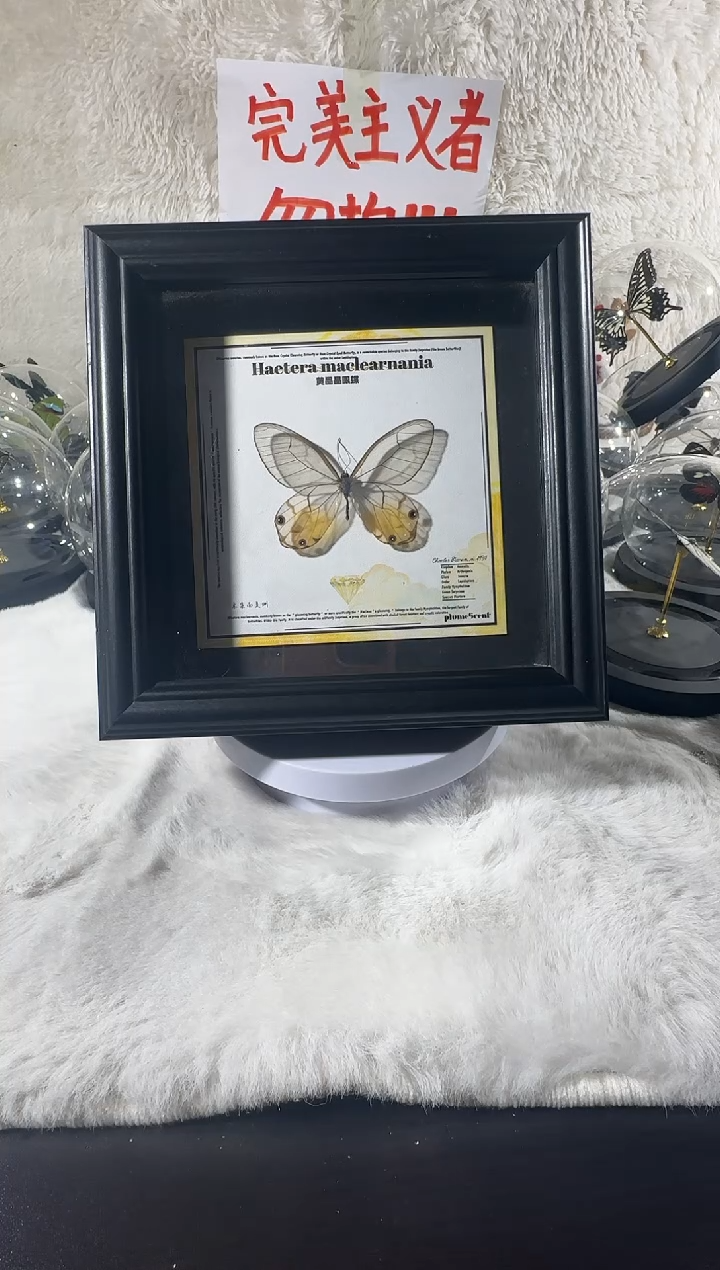 黄晶眼蝶 新相框   