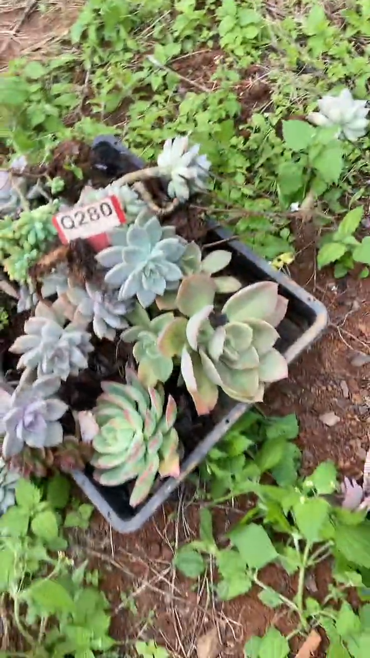 Q280地拍多肉枝头组合默认脱土发货