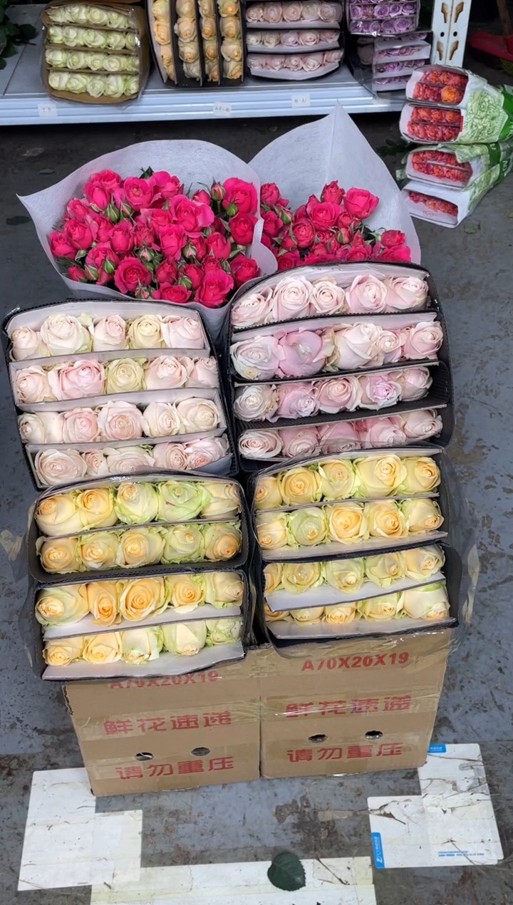 粉红20枝+香槟20枝+苏菲10枝