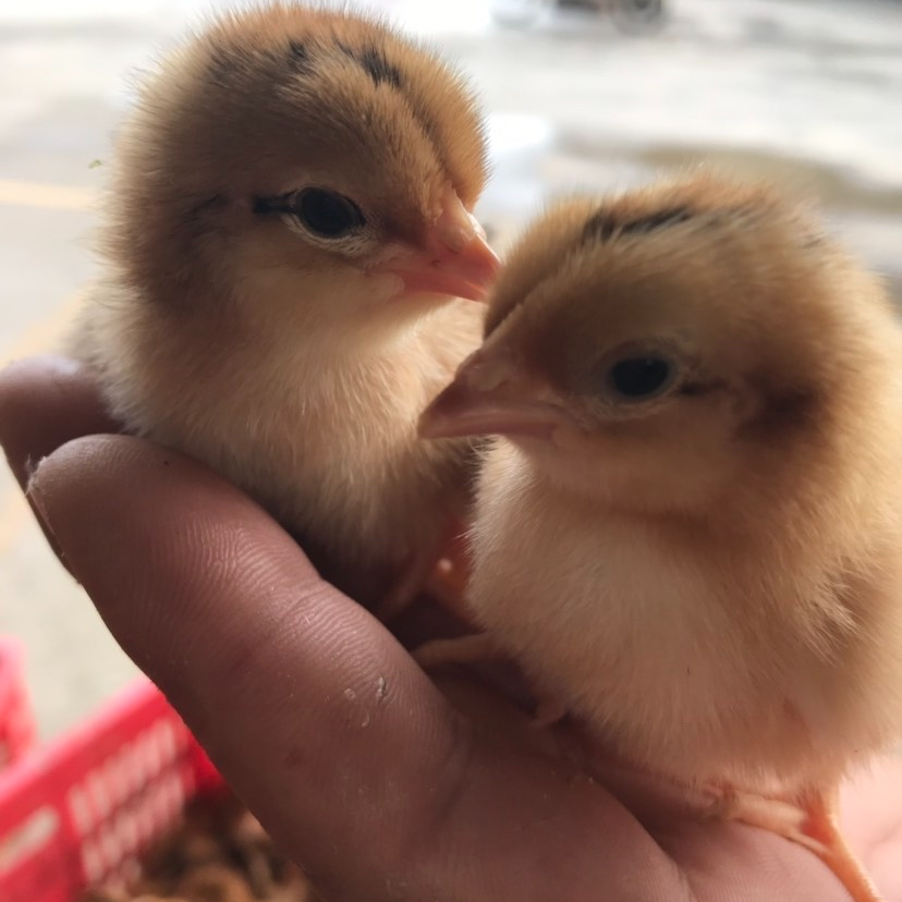 宠物鸡长尾鸡麻鸡体态圆润鸡观赏鸡