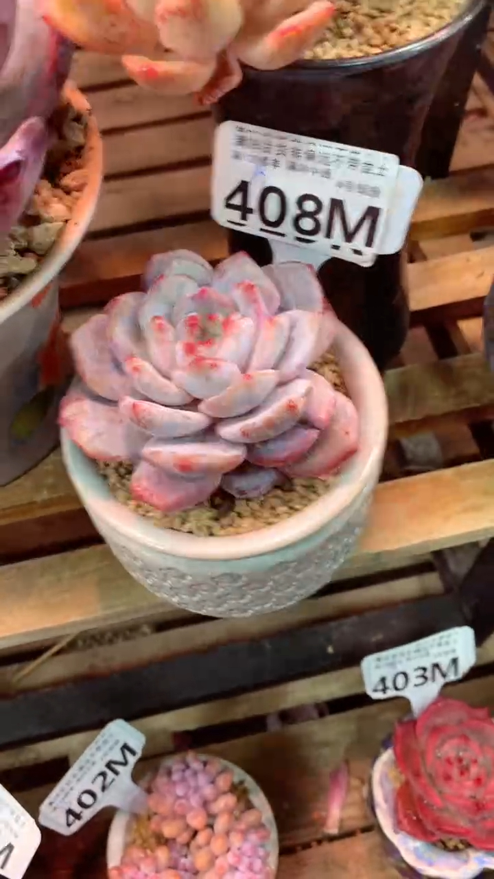 408M（一物一拍，精品多肉，所见即所得 ）