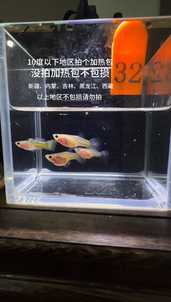 孔雀鱼杂袍玻璃猫普通体编号32