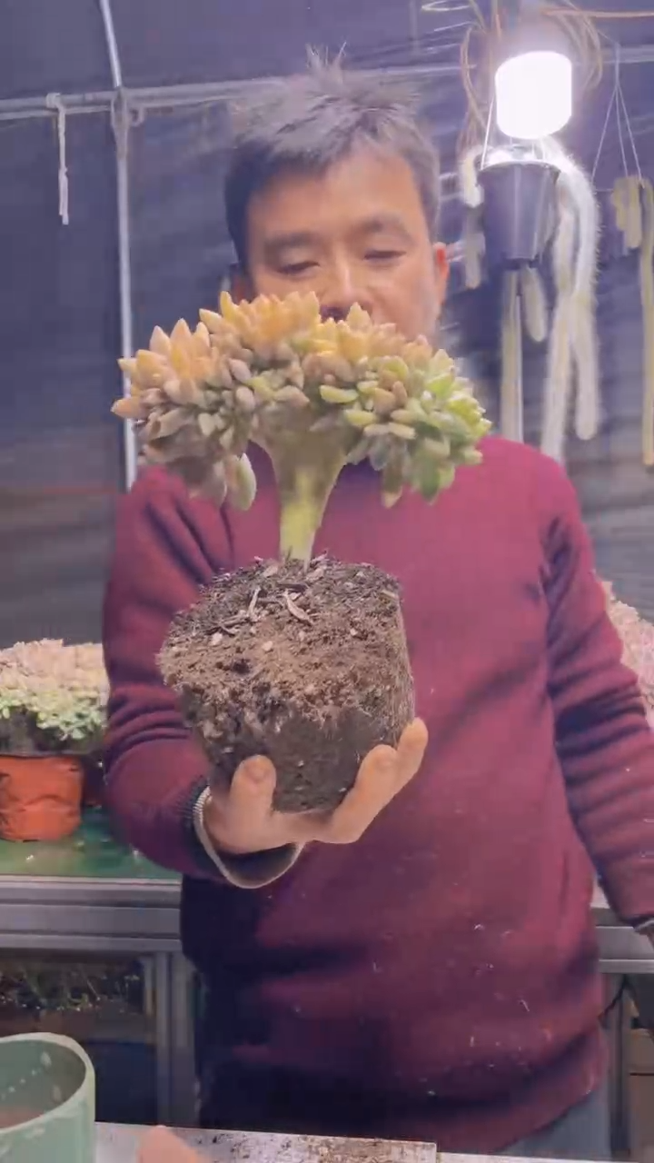 231淡雪缀化一物一拍