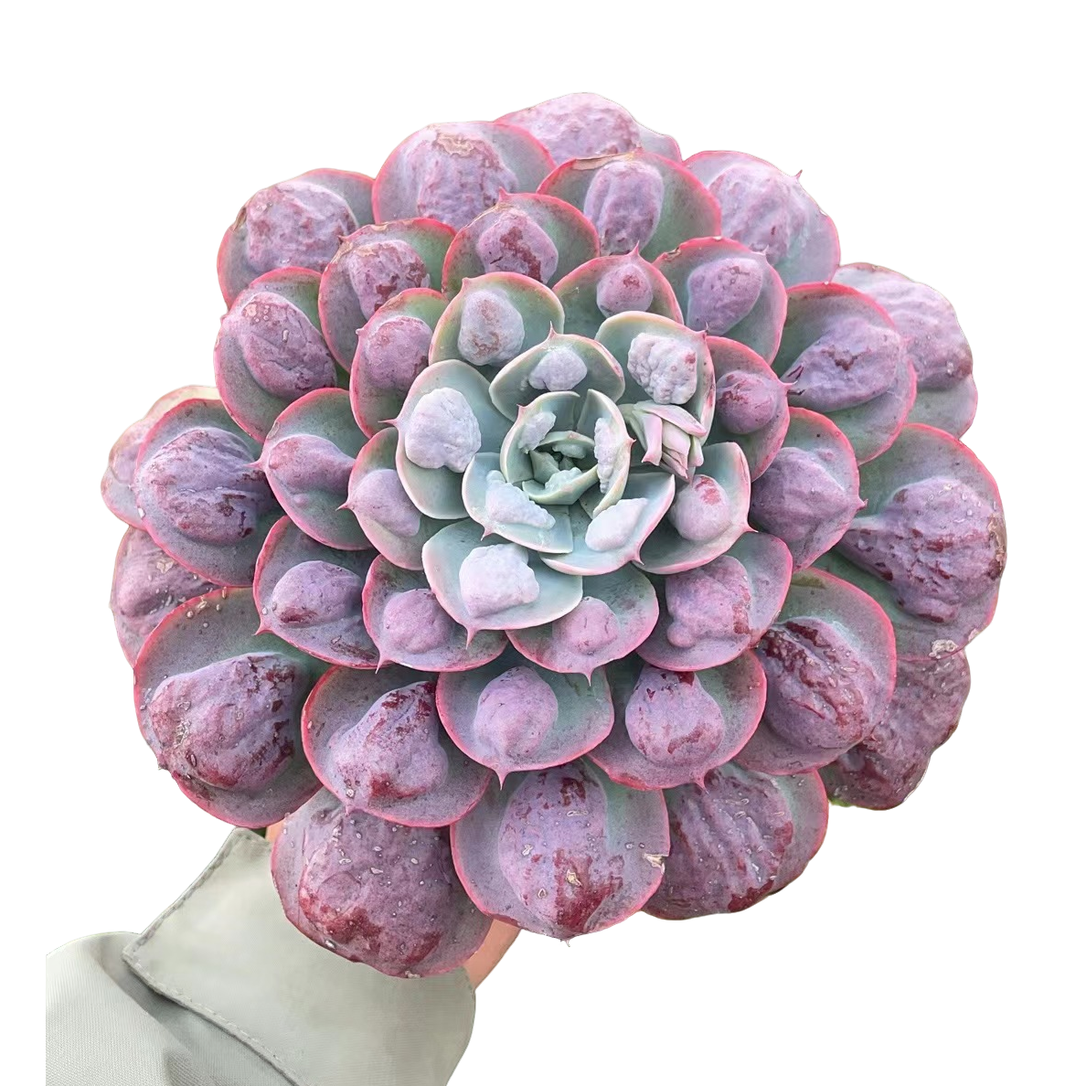 雨滴  精品多肉植物 新手好栽 好养 云南发货