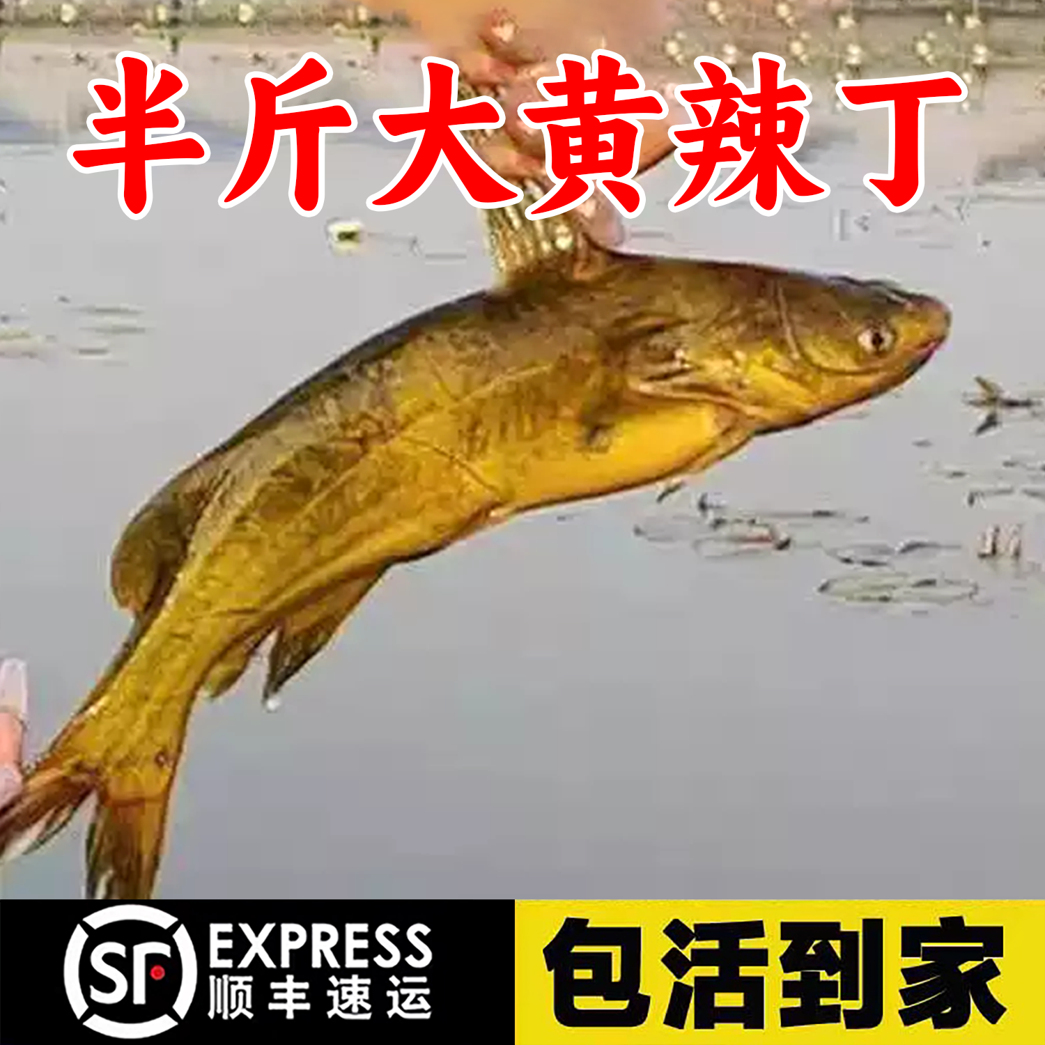 浙江黄辣丁鱼黄骨鱼黄颡鱼淡水养殖食用黄丫头黄鸭叫昂刺鱼