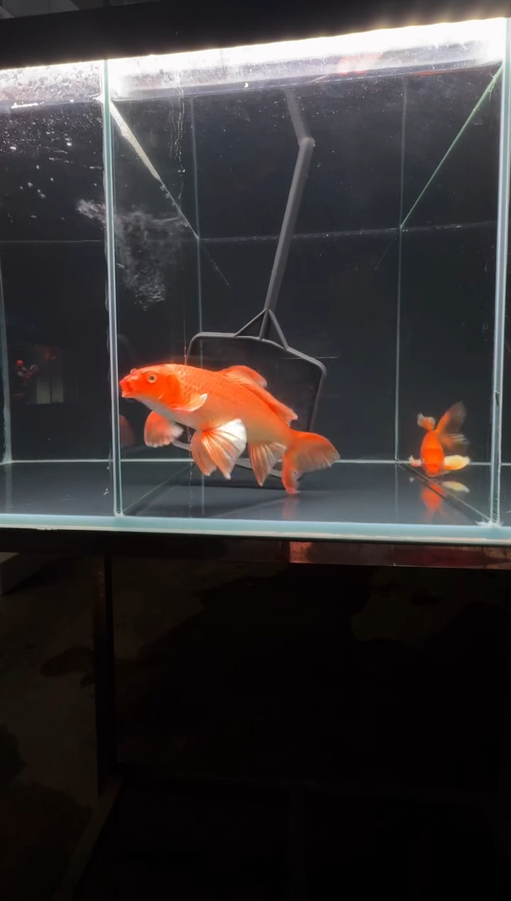 蝴蝶鲤鱼A****a红蝴蝶里