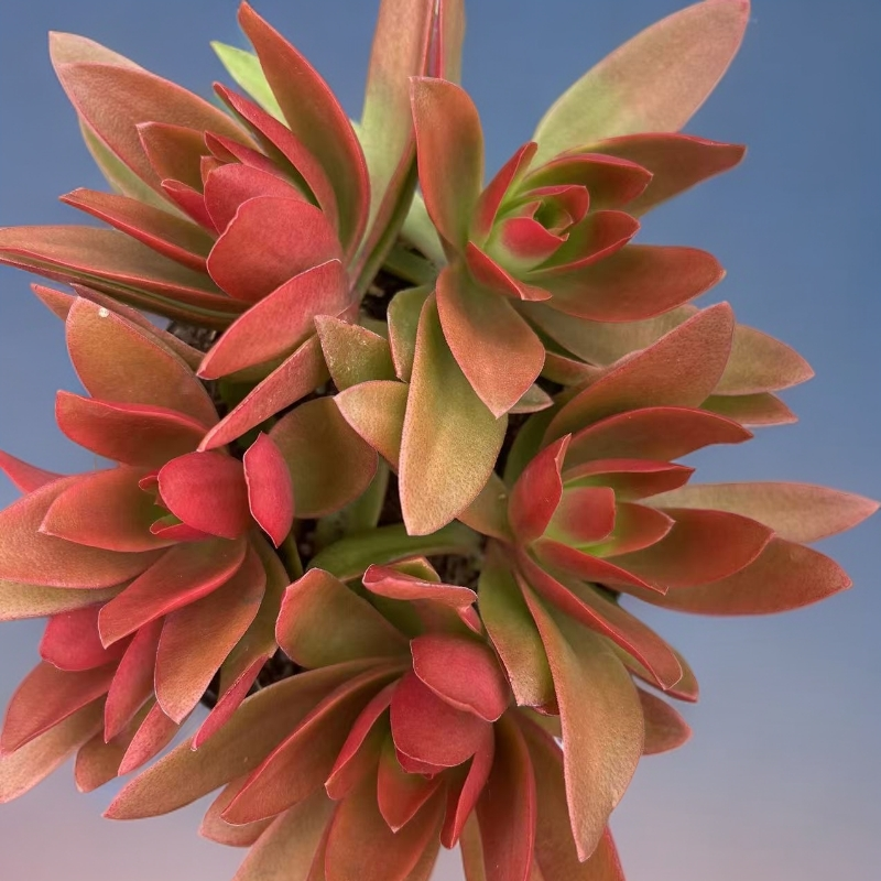 红日火祭红百合多肉植物好养活适合阳台庭院盆栽