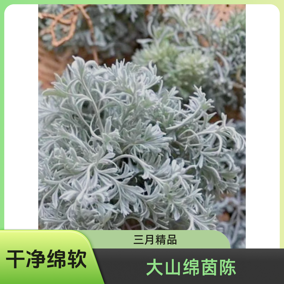伏牛山三月干茵陈草白蒿整颗精选泡茶山货家乡农产品