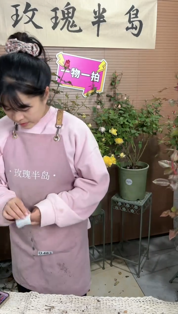 国王日3加仑根接苗