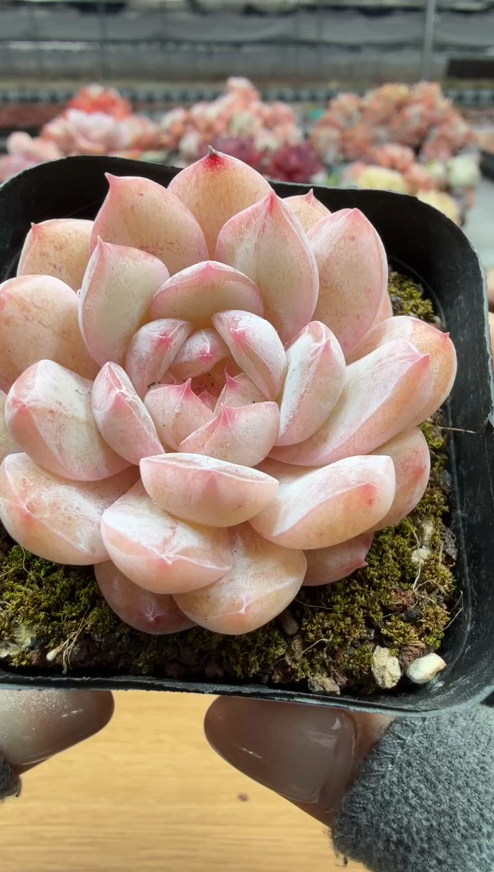 东云多肉园二店-33