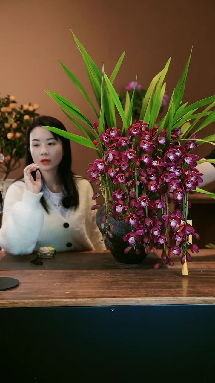 【闪购商品】盆景紫葡萄 黑